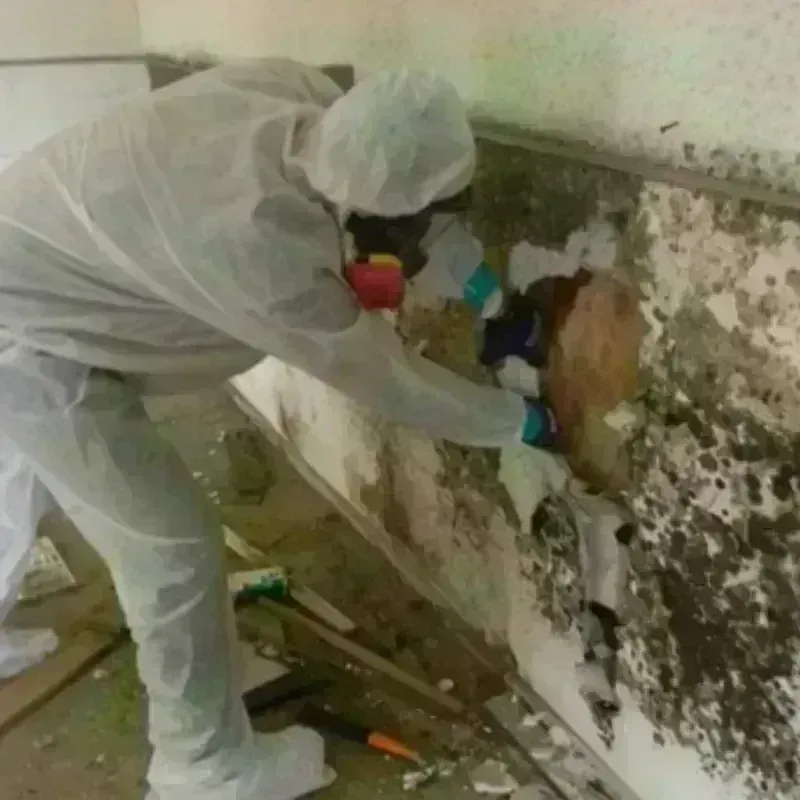 Mold Remediation and Removal in Pine City, MN